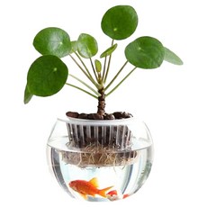 科斯奈魚缸造型水培玻璃花盆, 透明