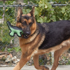 PASTEL PET 乳膠恐龍玩具公仔 S, 綠色, 1個