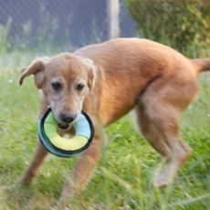 PASTEL PET 小狗絲絨乳膠立體玩具, E型, 1個