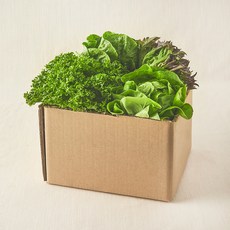 친환경 유러피안 모둠 샐러드용 채소, 550g, 1개 550g, 1개