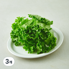 뿌리가 생생한 바타비아, 3개, 160g