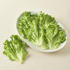 무농약 쌈용 바타비아, 170g, 1개