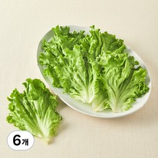 무농약 쌈용 바타비아, 170g, 6개