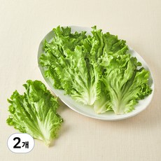 무농약 쌈용 바타비아, 170g, 2개