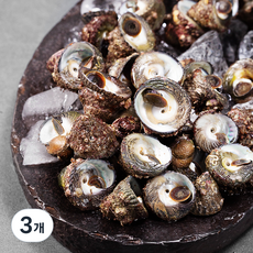 남해안 산지직송 자연산 생물 보말고동 (냉장), 1kg, 3개