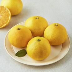 곰곰 국내산 황금향, 1.2kg(소과), 1개