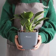 MORIANN 植物刻度方形花盆 2入, 灰色