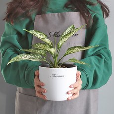 MORIANN 刻度圓形花盆 2入, 白色