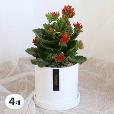 블뤼엔 생화 다육식물 칼랑코에, 레드, 4개