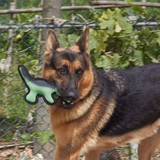 파스텔펫 강아지 라텍스 공룡 장난감 인형 M, 그린, 1개