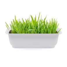 화분월드 라운드 직사각 뷰티 화분, 순수화이트, 1개