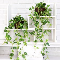 Joart 吊籃藤, 綠蘿, 2個