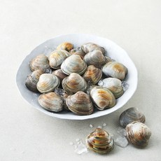 생물 백합조개 (냉장), 1개, 1.5kg