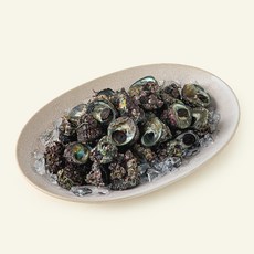 남해안 산지직송 자연산 생물 보말고동 (냉장), 2kg, 1개