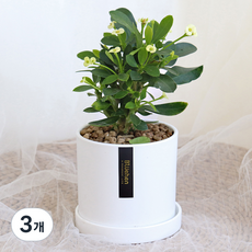 블뤼엔 생화 다육식물 꽃기린, 그린, 3개