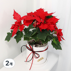 블뤼엔 생화 포인세티아 꽃화분 L, 혼합색상, 2개