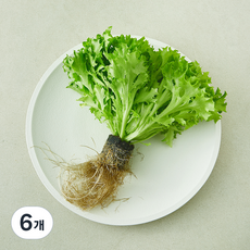 뿌리가 생생한 이자벨, 6개, 160g