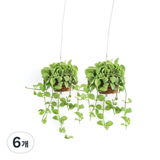 갑조네 디시디아 반볼, 그린, 6개