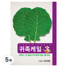 귀족 케일 씨앗 500p, 5개