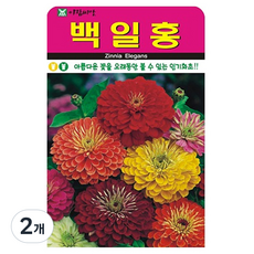 아람종묘 백일홍 꽃 씨앗, 2개