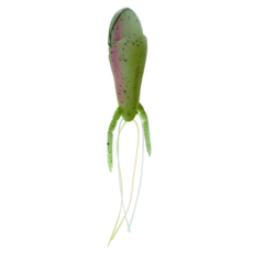 Berkley 貝克力 PowerBait Walking Shrimp 浮水自進蝦, 白身黃背, 9g, 1個