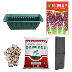 텃밭가꾸기 세트 중, 적치마상추