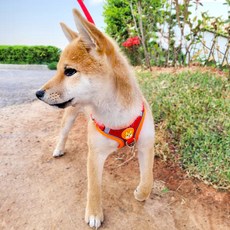 Petconomy 狗狗麂皮胸背帶套組, 紅色