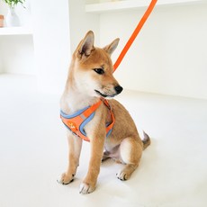 Petconomy 狗狗麂皮胸背帶套組, 橘色