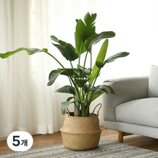 code86 居家裝飾藤編花盆套籃, 5個