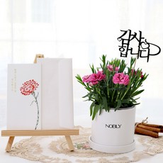 블뤼엔 생화 노블리 스프레이카네이션 화분, 핑크, 1개