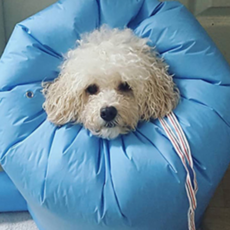 Deuraihanbang Pet Pam World Dry 東方醫學 Pet Dry Jacket S, 藍色, 1個