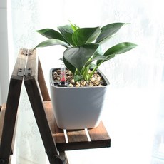 MORIANN 植物刻度方形花盆 2入, 灰色