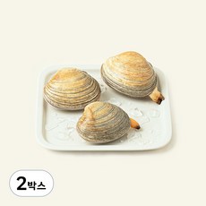 남해안 산지직송 자연산 생물 개조개 (냉장), 500g, 2박스