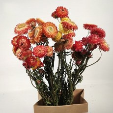 GAPANG 乾花DRYB105, 橙色數字 05