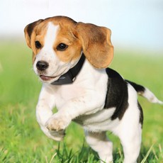 puffy hush 狗狗用防止狗吠叫訓練器M, 混色, 1個