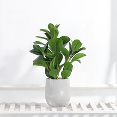 Answer 北歐和諧家庭室內盆栽植物, 1個, 豆葉