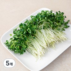 무순, 500g, 5개