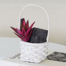 아스파시아 다육이 숯바구니 레드 알로에, 1개