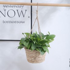 영누몰 인테리어 행잉 라탄 화분 바구니 기본형 1단, 베이직