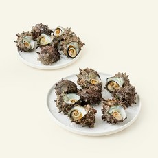 남해안 산지직송 자연산 생물 뿔소라 (냉장), 2kg, 1개