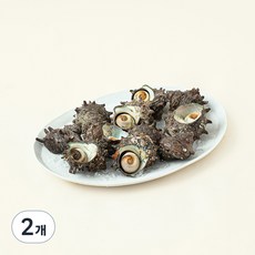 남해안 산지직송 자연산 생물 뿔소라 (냉장), 1kg, 2개