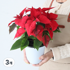 모리앤 포인세티아 중품포트 크리스마스 식물, 혼합색상, 3개
