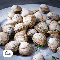 단디프레시 직접 손으로 채취한 서해안 갯벌 동죽조개, 1kg, 4개