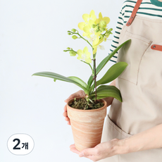모리앤 만천홍 호접란 마블화분, 그린옐로우, 2개