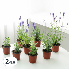 코코도르팜 생화 허브 라벤더 포트 소 8종 세트, 혼합색상, 2세트