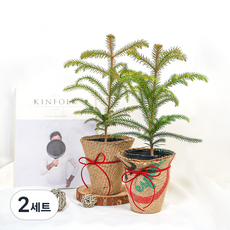 갑조네 아라우카리아 2입 + 소품 커버 2종 세트, 혼합색상, 2세트