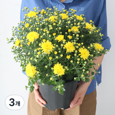 모리앤 소국 대품포트 공기정화식물, 옐로우, 3개