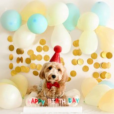 딩동펫 반려동물 생일파티 용품세트, 레드글리터, 1세트