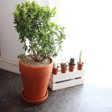 MORIANN 德國花卉陶盆21號 + 底盤組, 單一顏色, 1套