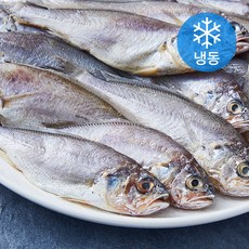 대용량 굴비, 1개, 1kg(20미)